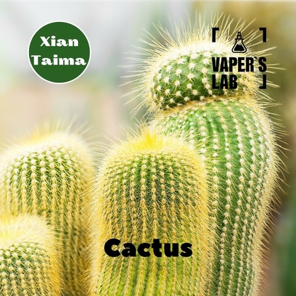Фото Ароматизатор Xi'an Taima Cactus Кактус
